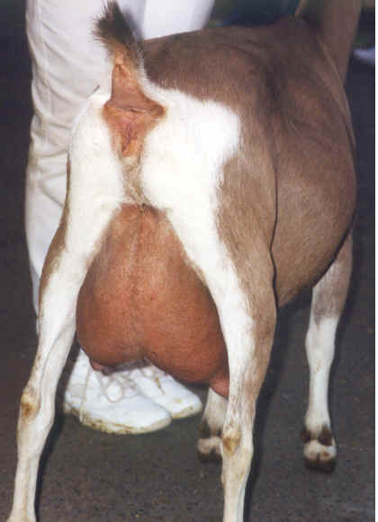 wpe2C.jpg (21449 bytes)