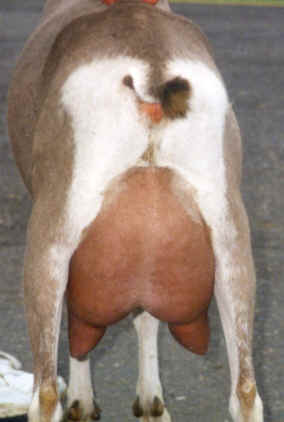 wpe2B.jpg (11140 bytes)